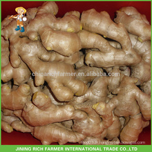 Fresh Ginger Exporter Chinese Ginger Air Dried Ginger 250g jusqu&#39;à l&#39;Europe